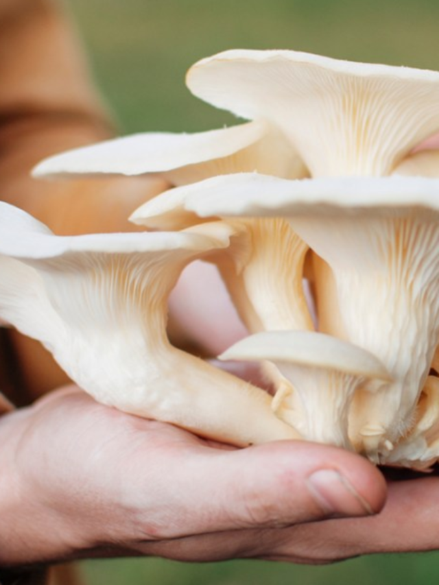 6 Insane Health Benefits of Mushroom Powder