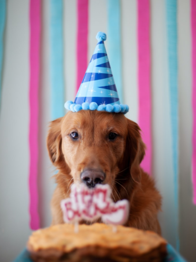 Birthday Gift Ideas For Your Dog