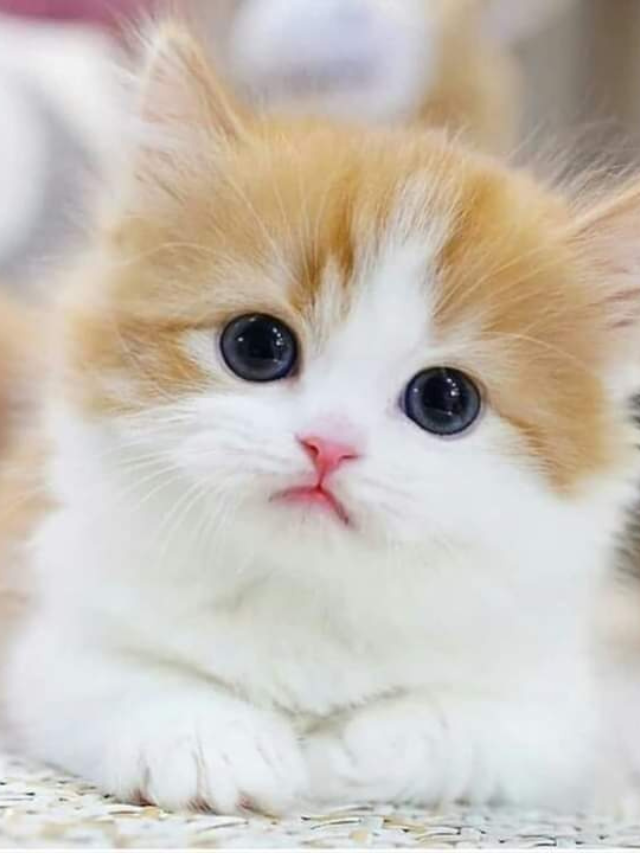Most popular cat names to show love towards your cat