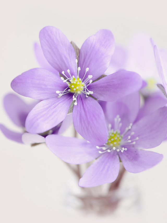 Most Stunning Types of Purple Flower Names
